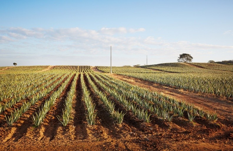 Полиња со алое вера / Нашето алое поминува 300 сончеви денови годишно / aloe vera polinja